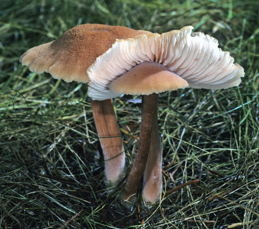 Laccaria nobilis